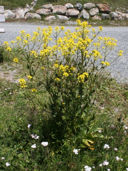 Pflanzenbild gross Steife Rauke - Sisymbrium strictissimum