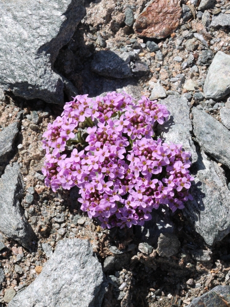Pflanzenbild gross Doldentraubiges Rundblättriges Täschelkraut - Thlaspi rotundifolium subsp. corymbosum