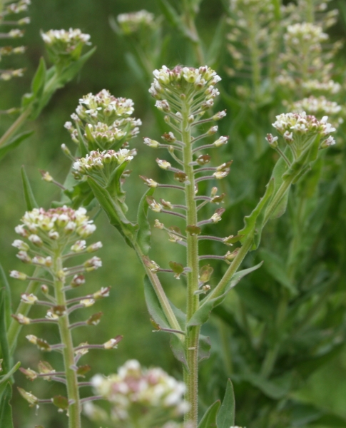 Pflanzenbild gross Feld-Kresse - Lepidium campestre
