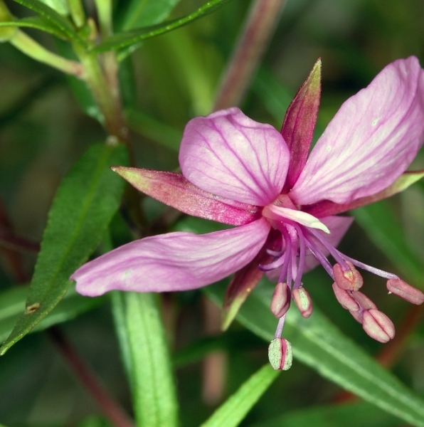 Pflanzenbild gross Rosmarin-Weidenröschen - Epilobium dodonaei