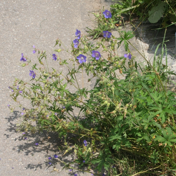 Pflanzenbild gross Wiesen-Storchschnabel - Geranium pratense