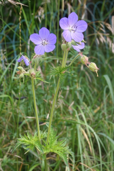 Pflanzenbild gross Wiesen-Storchschnabel - Geranium pratense