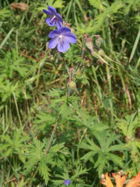 Pflanzenbild gross Wiesen-Storchschnabel - Geranium pratense