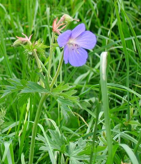 Pflanzenbild gross Wiesen-Storchschnabel - Geranium pratense