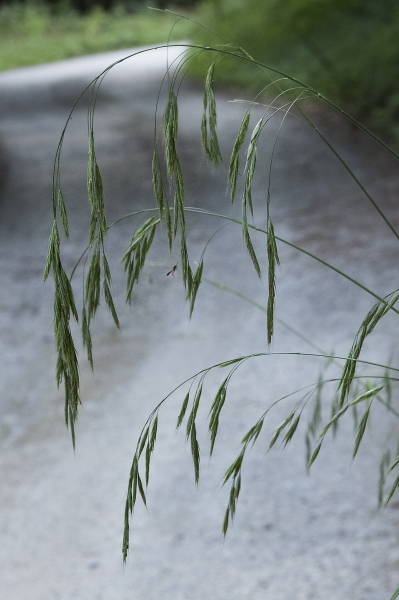 Pflanzenbild gross Benekens Trespe - Bromus benekenii