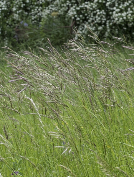 Pflanzenbild gross Aufrechte Trespe - Bromus erectus
