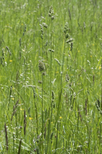 Pflanzenbild gross Wiesen-Knäuelgras - Dactylis glomerata