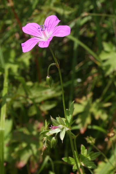 Pflanzenbild gross Sumpf-Storchschnabel - Geranium palustre
