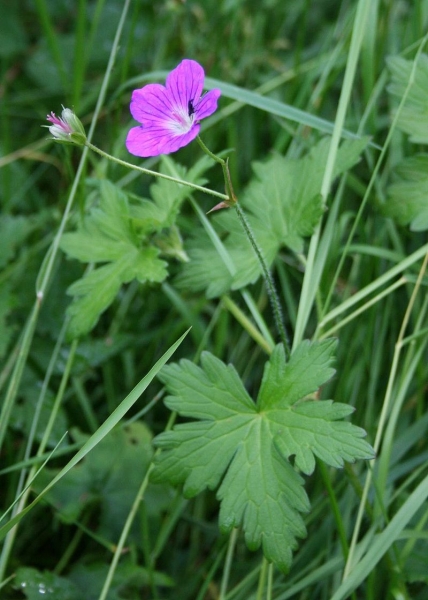 Pflanzenbild gross Sumpf-Storchschnabel - Geranium palustre