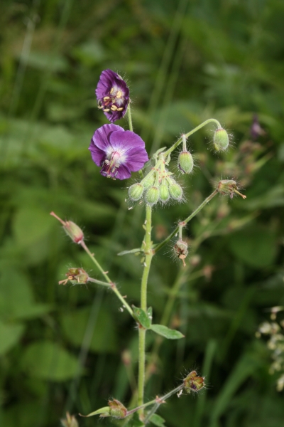 Pflanzenbild gross Gewöhnlicher Braun-Storchschnabel - Geranium phaeum subsp. phaeum