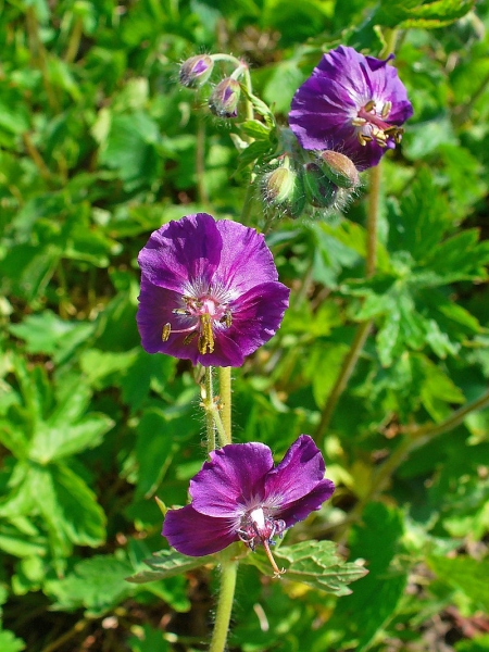 Pflanzenbild gross Gewöhnlicher Braun-Storchschnabel - Geranium phaeum subsp. phaeum