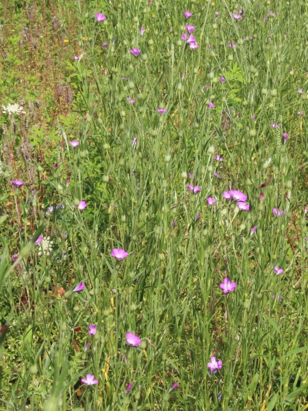 Pflanzenbild gross Kornrade - Agrostemma githago