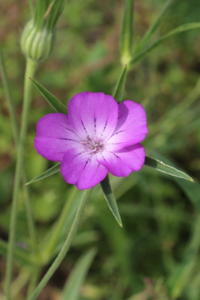 Pflanzenbild gross Kornrade - Agrostemma githago