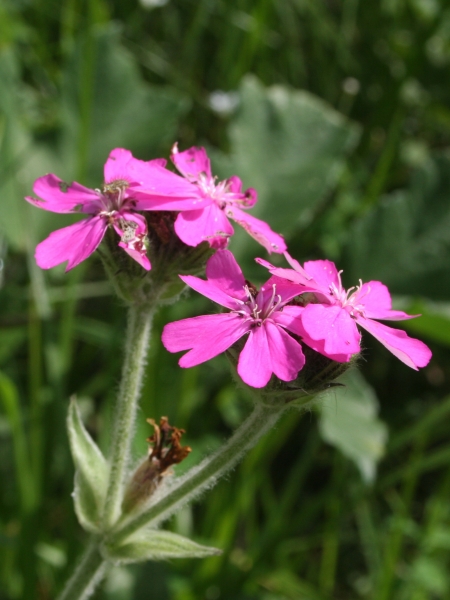 Pflanzenbild gross Jupiter-Lichtnelke - Silene flos-jovis