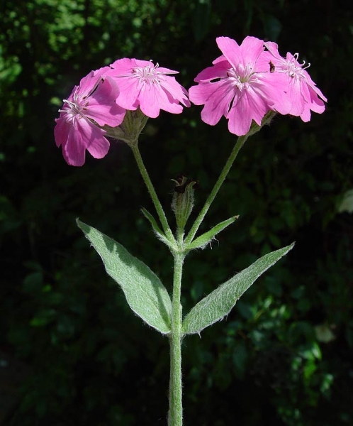 Pflanzenbild gross Jupiter-Lichtnelke - Silene flos-jovis