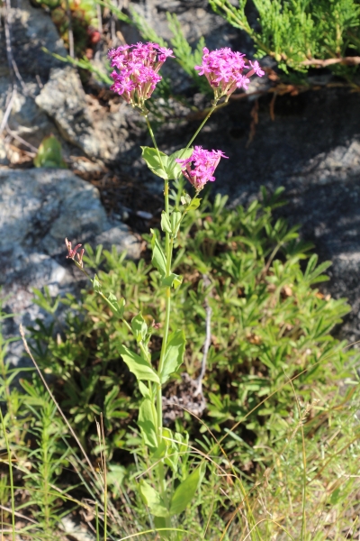 Pflanzenbild gross Nelken-Leimkraut - Silene armeria