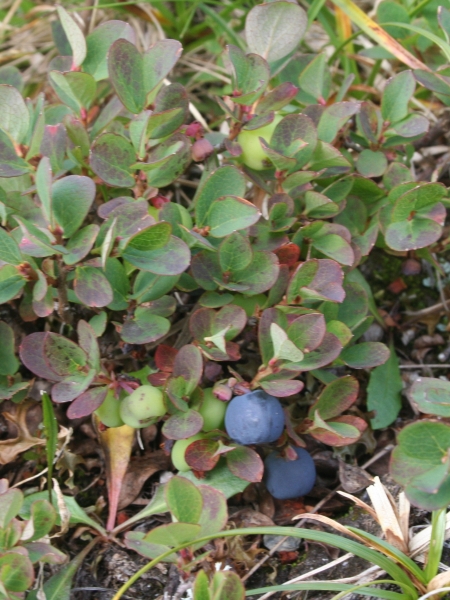 Pflanzenbild gross Kleinblättrige Rauschbeere - Vaccinium gaultherioides