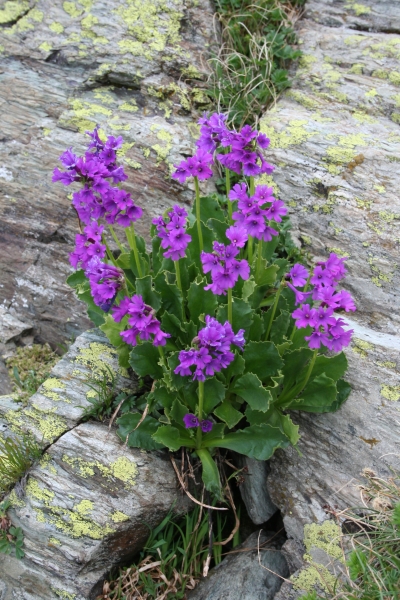 Pflanzenbild gross Breitblättrige Primel - Primula latifolia