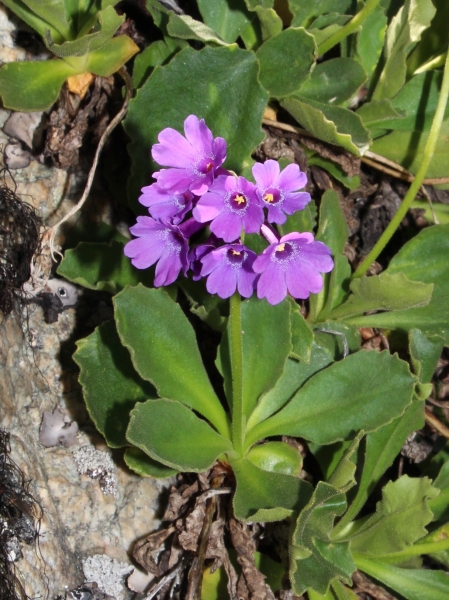 Pflanzenbild gross Breitblättrige Primel - Primula latifolia