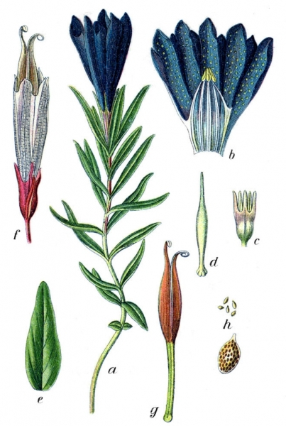 Pflanzenbild gross Lungen-Enzian - Gentiana pneumonanthe