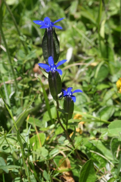 Pflanzenbild gross Aufgeblasener Enzian - Gentiana utriculosa