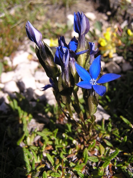 Pflanzenbild gross Aufgeblasener Enzian - Gentiana utriculosa