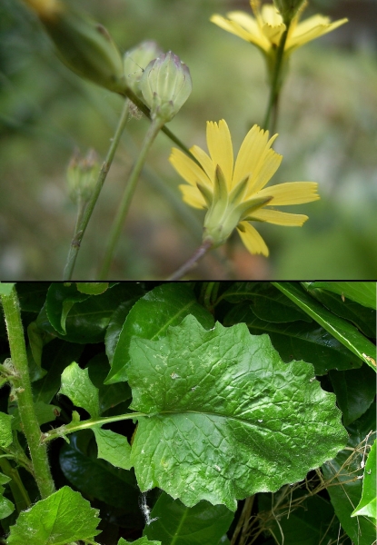 Pflanzenbild gross Rainkohl - Lapsana communis