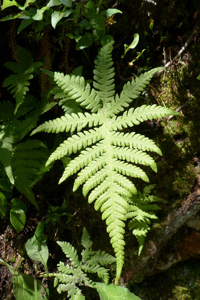 Pflanzenbild gross Buchenfarn - Phegopteris connectilis