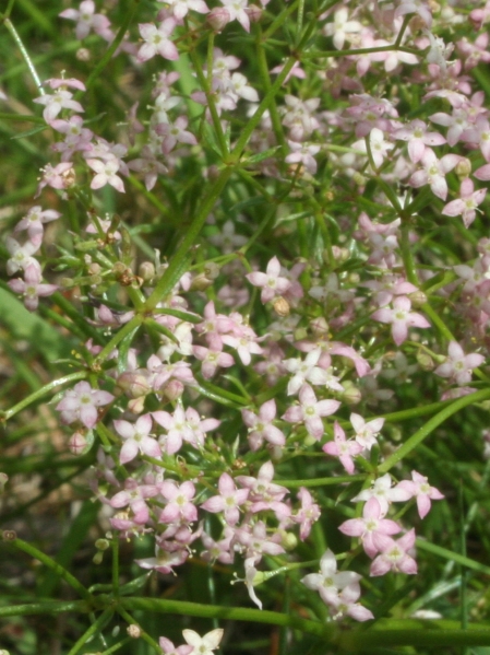 Pflanzenbild gross Rotes Labkraut - Galium rubrum