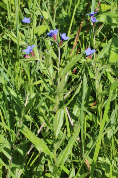 Pflanzenbild gross Blauer Steinsame - Buglossoides purpurocaerulea