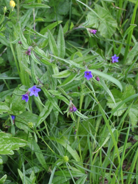 Pflanzenbild gross Blauer Steinsame - Buglossoides purpurocaerulea