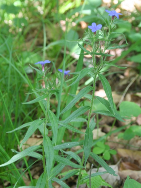 Pflanzenbild gross Blauer Steinsame - Buglossoides purpurocaerulea