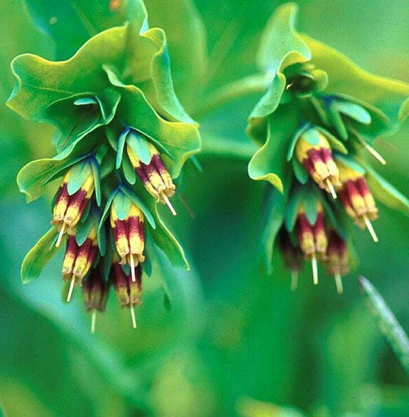 Pflanzenbild gross Alpen-Wachsblume - Cerinthe glabra