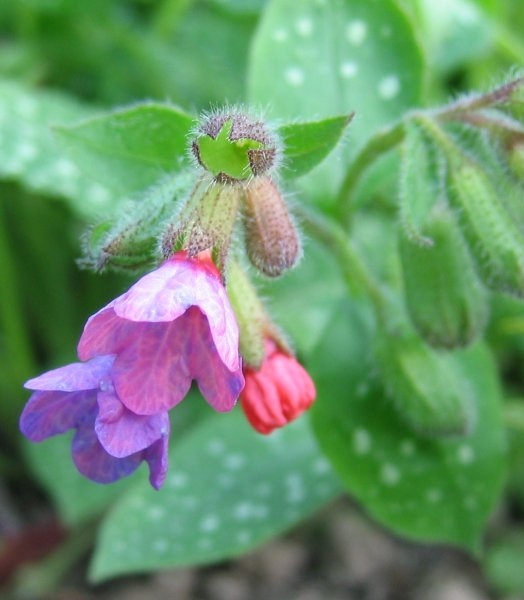 Pflanzenbild gross Gewöhnliches Lungenkraut - Pulmonaria officinalis
