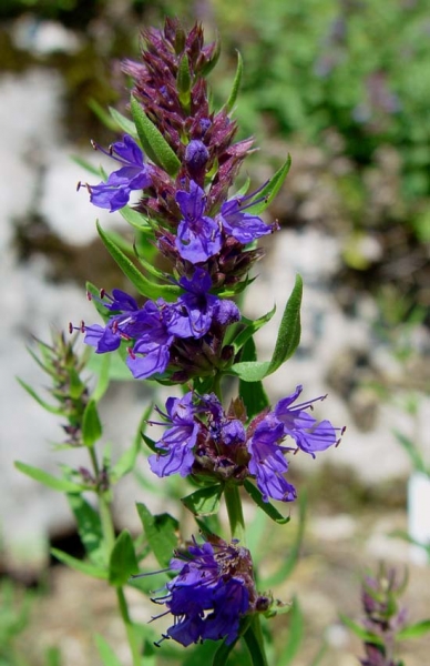 Pflanzenbild gross Echter Ysop - Hyssopus officinalis