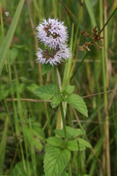 Pflanzenbild gross Wasser-Minze - Mentha aquatica