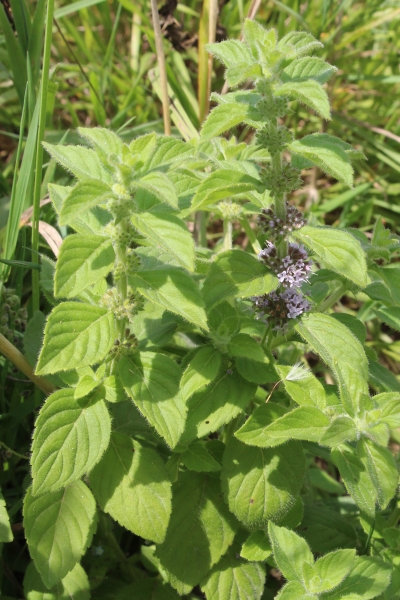 Pflanzenbild gross Acker-Minze - Mentha arvensis