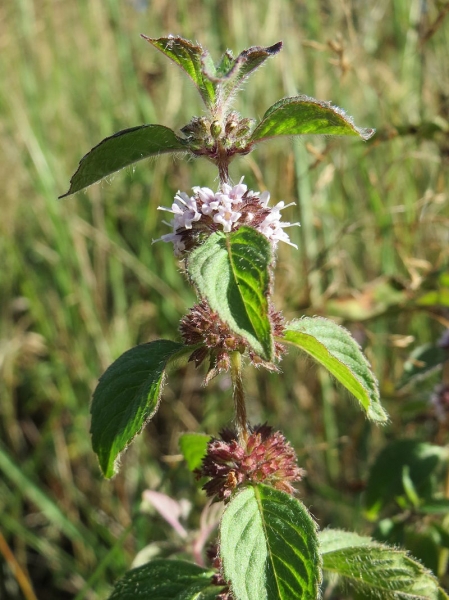 Pflanzenbild gross Acker-Minze - Mentha arvensis