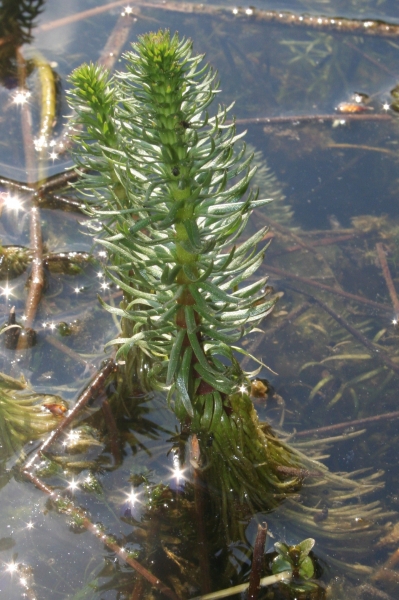 Pflanzenbild gross Tannenwedel - Hippuris vulgaris