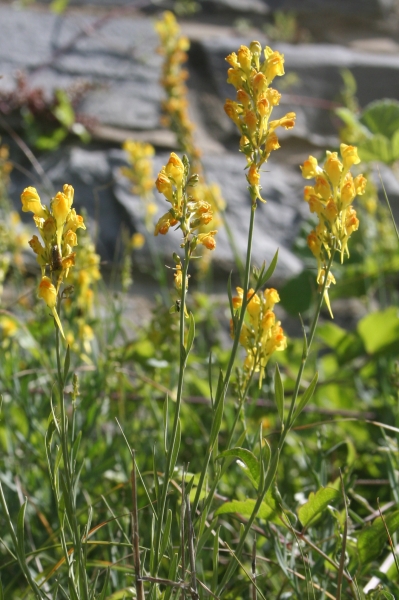 Pflanzenbild gross Italienisches Leinkraut - Linaria angustissima