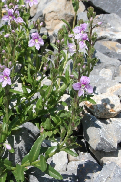 Pflanzenbild gross Halbstrauchiger Ehrenpreis - Veronica fruticulosa