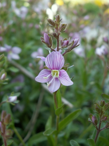 Pflanzenbild gross Halbstrauchiger Ehrenpreis - Veronica fruticulosa