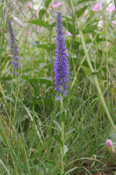 Pflanzenbild gross Ähriger Ehrenpreis - Pseudolysimachion spicatum