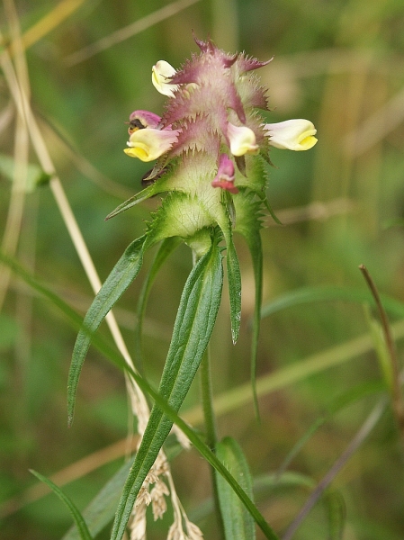 Pflanzenbild gross Kamm-Wachtelweizen - Melampyrum cristatum