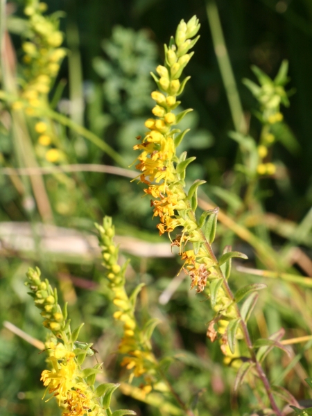 Pflanzenbild gross Gelber Zahntrost - Odontites luteus