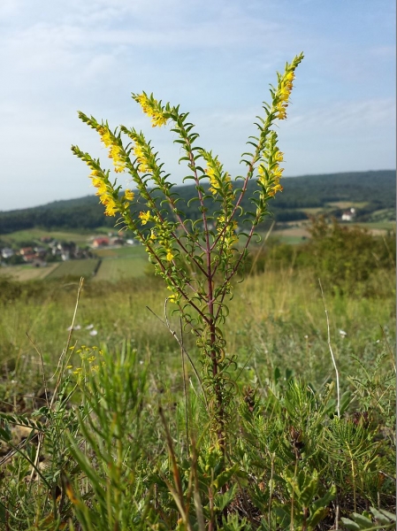 Pflanzenbild gross Gelber Zahntrost - Odontites luteus