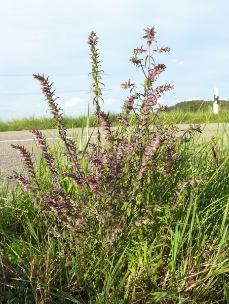 Pflanzenbild gross Später Roter Zahntrost - Odontites vulgaris