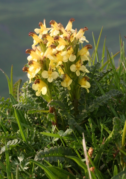 Pflanzenbild gross Buntes Läusekraut - Pedicularis oederi