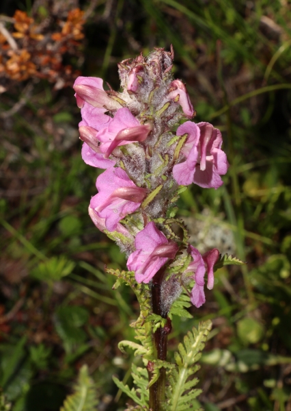 Pflanzenbild gross Fleischrotes Läusekraut - Pedicularis rostratospicata subsp. helvetica