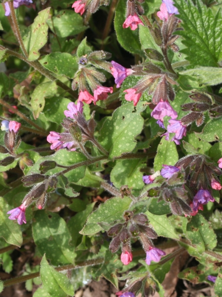 Pflanzenbild gross Gewöhnliches Lungenkraut - Pulmonaria officinalis